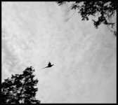 bird.jpg