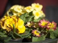 P1110361 Navitron 75_new(1).jpg