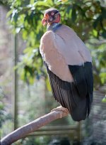 zenit-e  dallas zoo 2.jpg