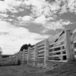 Hassy_BW06_011-2.jpg