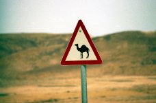 camel.jpg