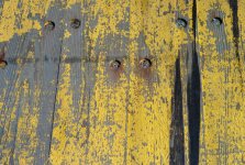 yellow-1.jpg