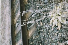 beesa-e heliar hoarfrost norwood rd spring 2011.jpg