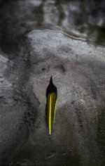 The Feather.jpg
