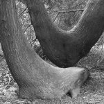trees.jpg