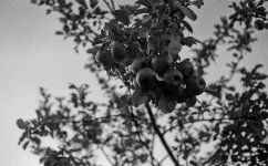 img811.jpg