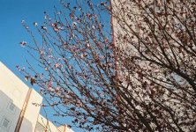 spring in the city.jpg