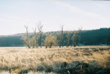 swampmiddle.jpg