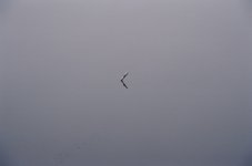 bouy wonder small.JPG