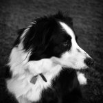 Buddy1.jpg