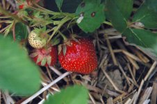 strawberry-1.JPG