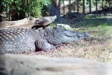 zenit-e  dallas zoo 10.jpg