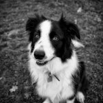 Buddy2.jpg