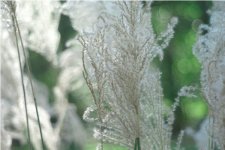 grass_f2.jpg