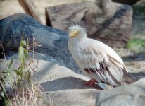 zenit-e  dallas zoo 16.jpg