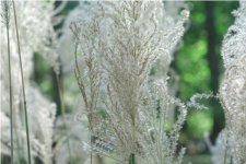 grass_f4.jpg