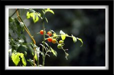 nikkor-105c-tomatoes.jpg