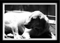 doggiedogbwnikkor105a.jpg