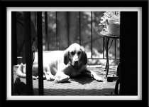 doggiedogbwnikkor105b.jpg