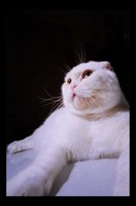 Fat Ghost 2.jpg