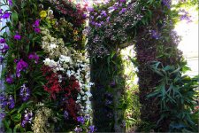 Orchid show for RFF.jpg