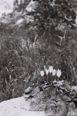 Cyclamen-5_F1000007.jpg