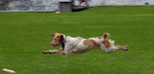 flyingdog.jpg
