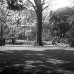 Rollei standard.jpg