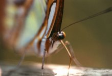 CR-07-Butterfly-INBIO.jpg