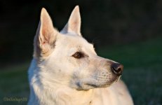 0809_New Dog_-2-Edit.jpg