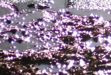 L1000396 crop.jpg