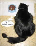 Laugh at my tail!!.jpg
