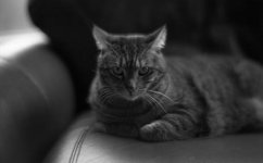 7artisans 50f11 Tamx delev162.jpg