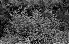 adelphi flora small.jpg