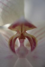 Orchid Macro rff.jpg