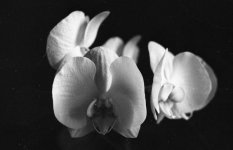 minolta162.jpg