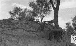 rhdTree2-750.jpg