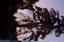 tree.jpg