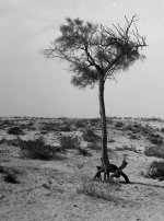 rhdTree-nicer.jpg