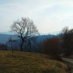 Im L. Tal quadrRFF.jpg