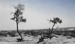 rhdTree-beauty-blue.jpg