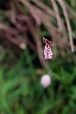 Scan-140608-0059.jpg