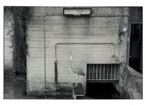 reiger in artis klein 2.jpg