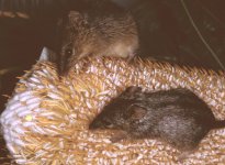 024 HONEY POSSUMS R.jpg