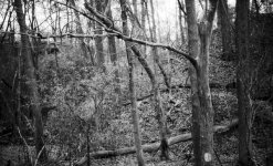 ravine-tree-glow-SC35_1_8_tmax100-random007-curves-PKS_6x10.jpg
