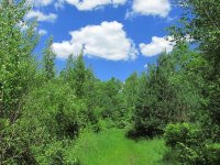 Micquin Woods.jpg