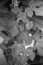 QL17 Tri-X 400 Micro 78 6min 28 copy.jpg