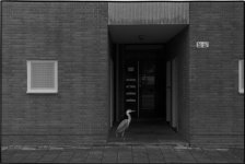 reiger klein.jpg