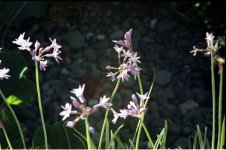 Acall135 Flores2.jpg