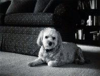 Spot_001_edited.jpg